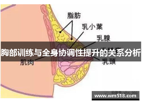 胸部训练与全身协调性提升的关系分析